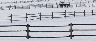 Cavalos em piquetes em um rancho — Fotografia de Stock