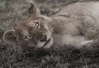 Filhote de leão deitado no chão — Fotografia de Stock