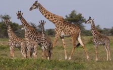 Small group of Masai giraffes — Stock Photo
