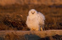 Снежная сова, Канада — стоковое фото