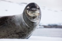 Leopard seal in the wild — Stock Photo