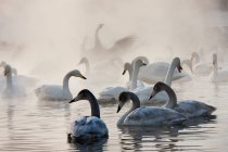 Whooper swans, Hokaido — Stock Photo