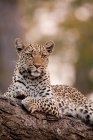 Leopardo, Parque Nacional Chobe - foto de stock