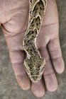 Bitis arietans en la mano del encantador de serpientes - foto de stock