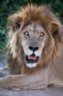 Крупный план африканского льва — стоковое фото