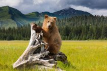 Urso castanho, Alasca — Fotografia de Stock
