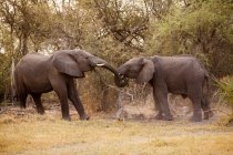 Elefantes africanos no Parque Nacional Chobe — Fotografia de Stock