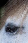 Lusitano horse, close up — Stock Photo