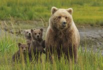 Braunbärensau und Jungtiere — Stockfoto