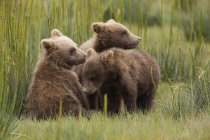 Cuccioli di orso bruno — Foto stock