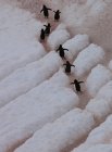 Пингвины Gentoo, Антарктида — стоковое фото