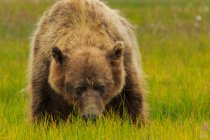 Urso castanho, Alasca — Fotografia de Stock