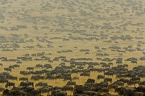 Herd of wildebeest crosses open plains — Stock Photo