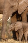 Elefante e vitelo africanos — Fotografia de Stock