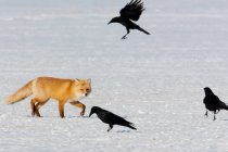 Красная лиса и вороны — стоковое фото
