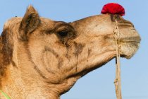 Profile of camel at Pushkar Fair — Stock Photo