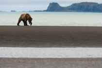 Urso marrom andando ao longo da costa do mar . — Fotografia de Stock