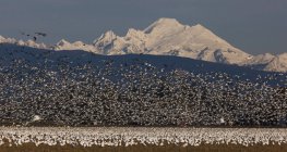 Стая снежных гусей — стоковое фото
