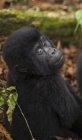Гора горила неповнолітніх — стокове фото
