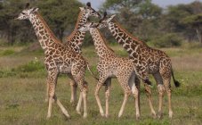 Small group of masai giraffes — Stock Photo
