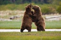 Ursos castanhos, Parque Nacional de Katmai — Fotografia de Stock
