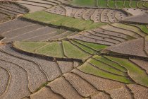 Bestellte terrassenförmige Felder — Stockfoto
