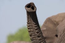 Tronco de elefante africano — Fotografia de Stock