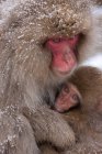 Japanese macaques, Honshu Island — Stock Photo