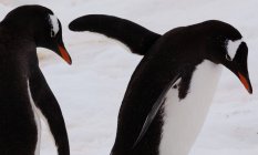 Gentoo пінгвіни, Антарктида — стокове фото