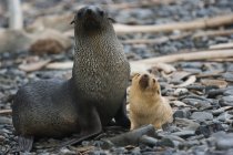 Antarctic fur seals — Stock Photo