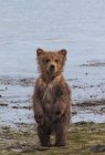 Бурий ведмідь дитинча — стокове фото