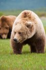 Бурые медведи, Национальный парк Катмай — стоковое фото
