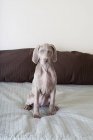Weimaraner puppy on a bed — Stock Photo