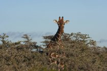 Jirafa reticulada en savanna - foto de stock