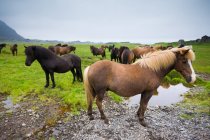 Стадо исландских лошадей — стоковое фото