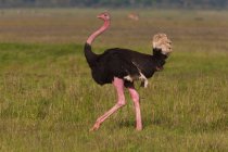 Ostrich in the Ngorongoro Conservation Area — Stock Photo