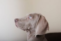 Perfil de un cachorro weimaraner - foto de stock