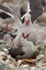 Close up of Dolphin gulls — Stock Photo