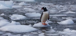 Gentoo Penguin, Antártida - foto de stock