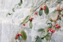 Branches with glossy leaves and red berries — Stock Photo