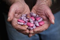 Жменька насіння бобів бігуна — стокове фото