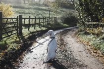Dog on a country lane — Stock Photo