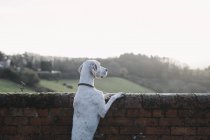 Dog standing on his back legs — Stock Photo