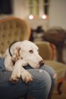 Donna sul divano con grande cane — Foto stock