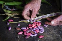 Uomo che prende semi di fagiolo rampicante — Foto stock