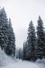 Path through pine trees in thick snow — Stock Photo
