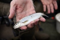 Small Dace fish in hand — Stock Photo