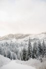 Kiefernwald in einem Tal im Winter — Stockfoto