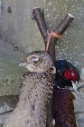 Aves de caza colgadas del cuello - foto de stock
