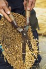 Thatcher cutting yelm of straw — Stock Photo